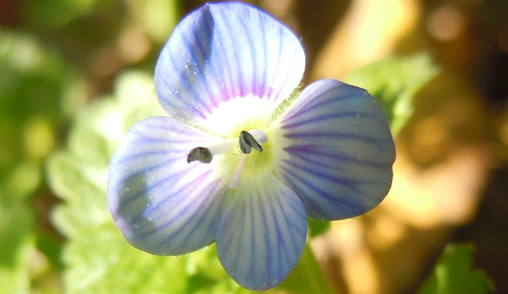 Fiorellini blu - Veronica persica